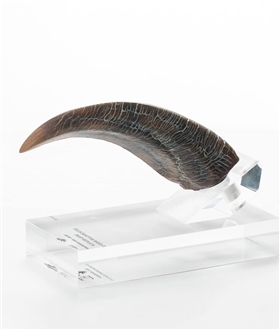 Velociraptor Hand Claw Prop - Jurassic Park