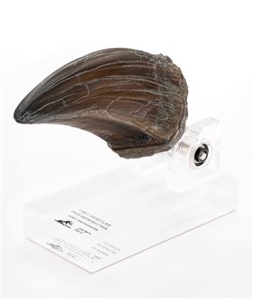 T-rex Claw